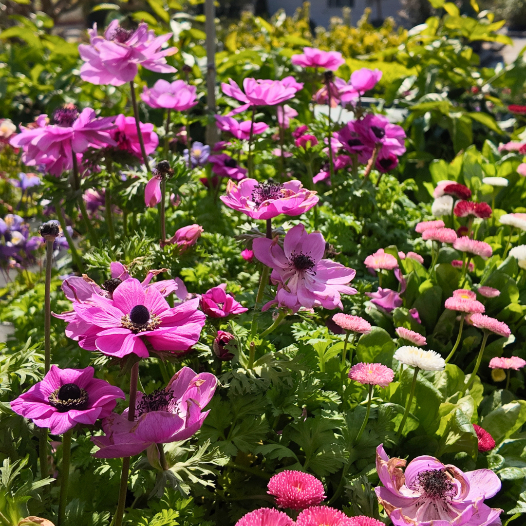 Benvinguda primavera: Una explosió de color al nostre Garden!
